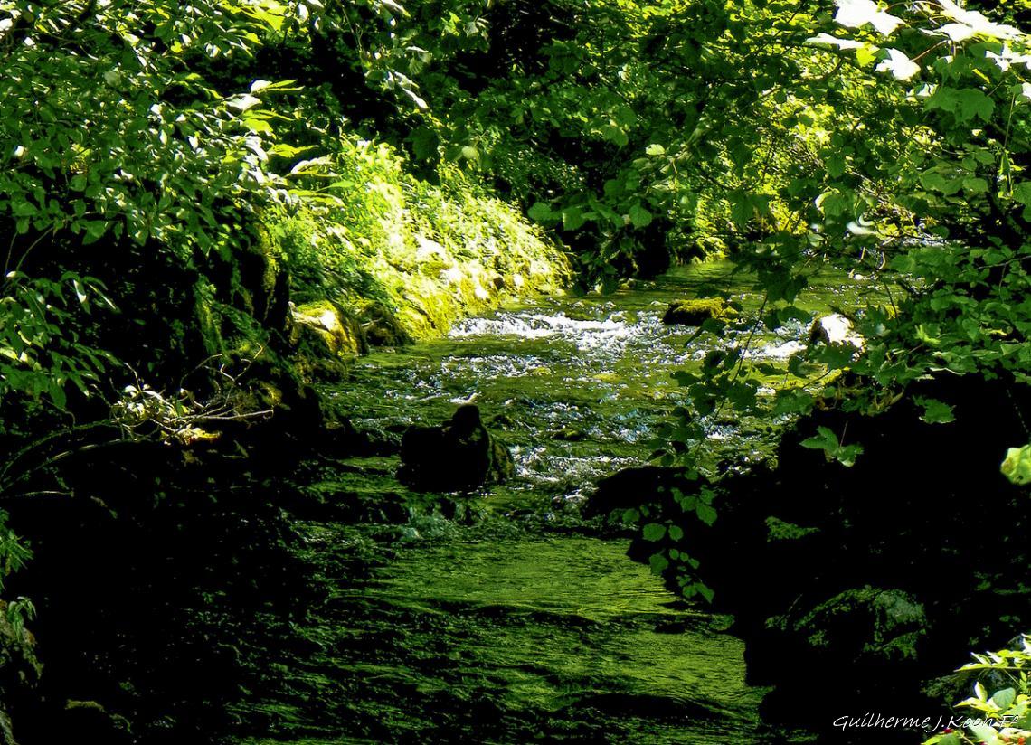 tags: riacho,natureza,floresta,verde,agua

K&ouml;nigssee, Sch&ouml;nau, Alemanha