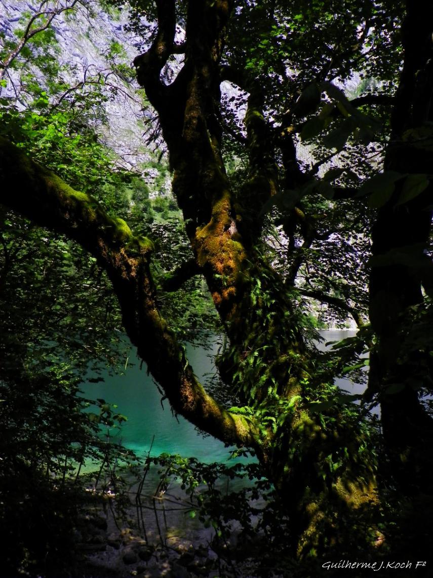 tags: lago,agua,natureza,verde,floresta

K&ouml;nigssee, Sch&ouml;nau, Alemanha