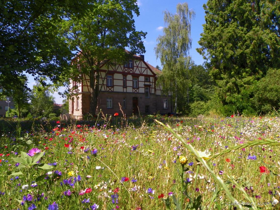 tags: flores,natureza,enxaimel

Parque do Castelo Faber-Castell, N&uuml;rnberg, Alemanha