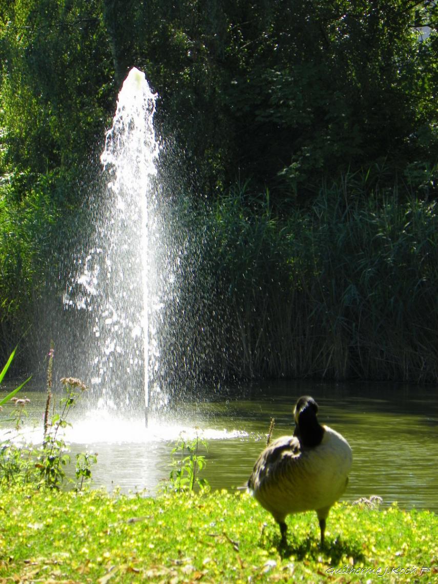 tags: natureza,pato,chafariz

Heusenstamm Alemanha