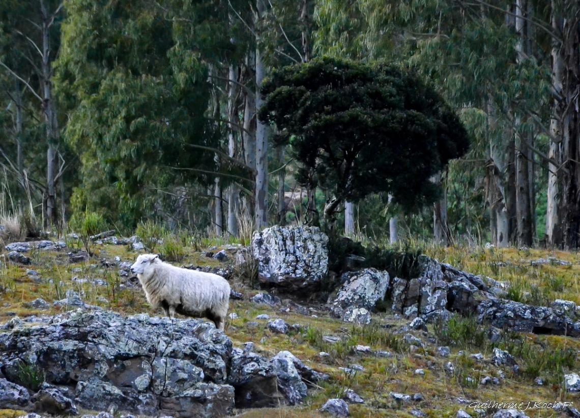 tags: ovelha,natureza,serra ga&uacute;cha,verde,brasil

Cambar&aacute; do Sul - RS, Brasil
