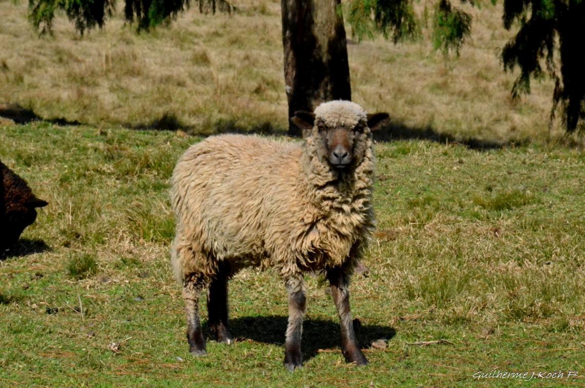tags: animais,ovelha,natureza,brasil

Cambar&aacute; do Sul - RS, Brasil