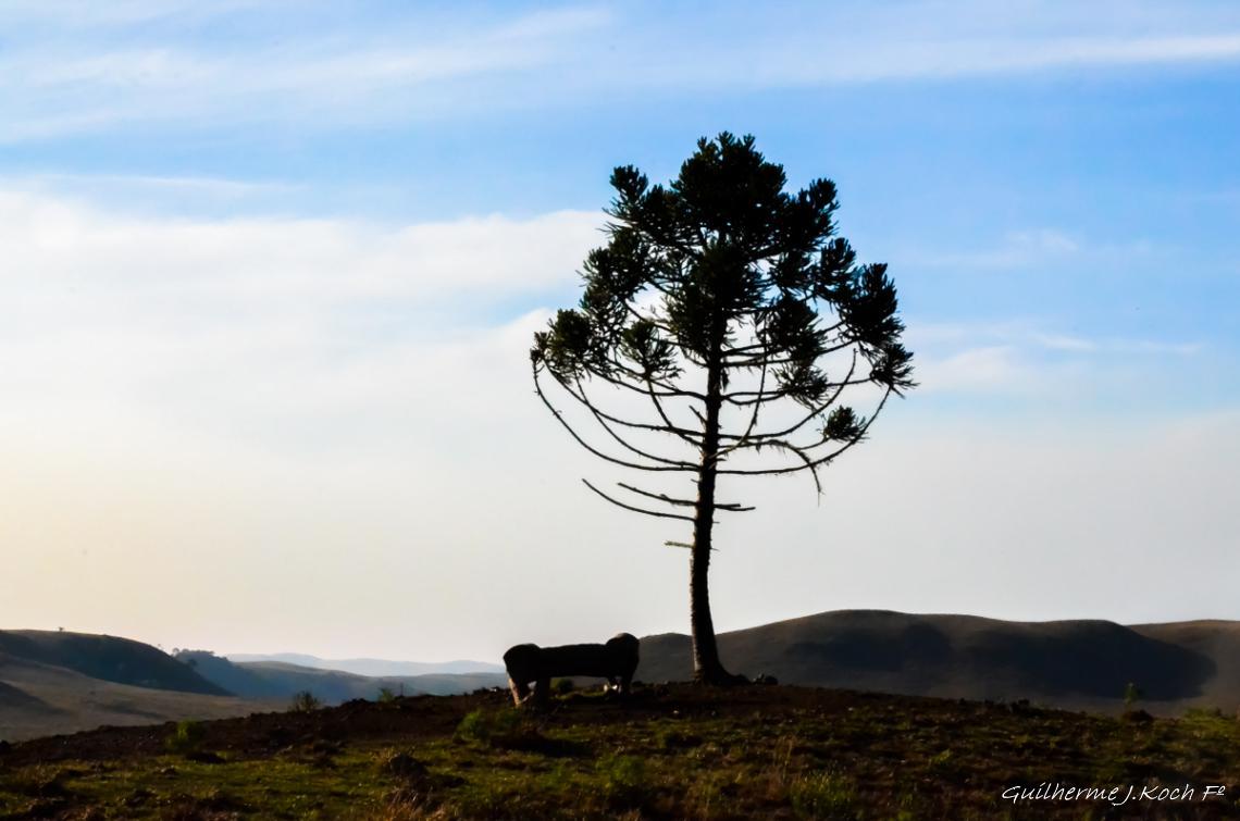 tags: natureza,serra ga&uacute;cha,pinheiro,araucaria,brasil

Cambar&aacute; do Sul - RS, Brasil