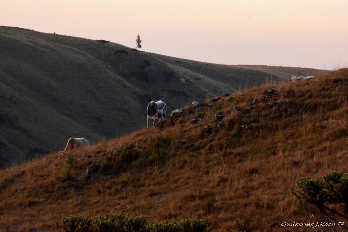 tags: serra ga&uacute;cha,por-do-sol,natureza,campo,brasil

Cambar&aacute; do Sul - RS, Brasil
