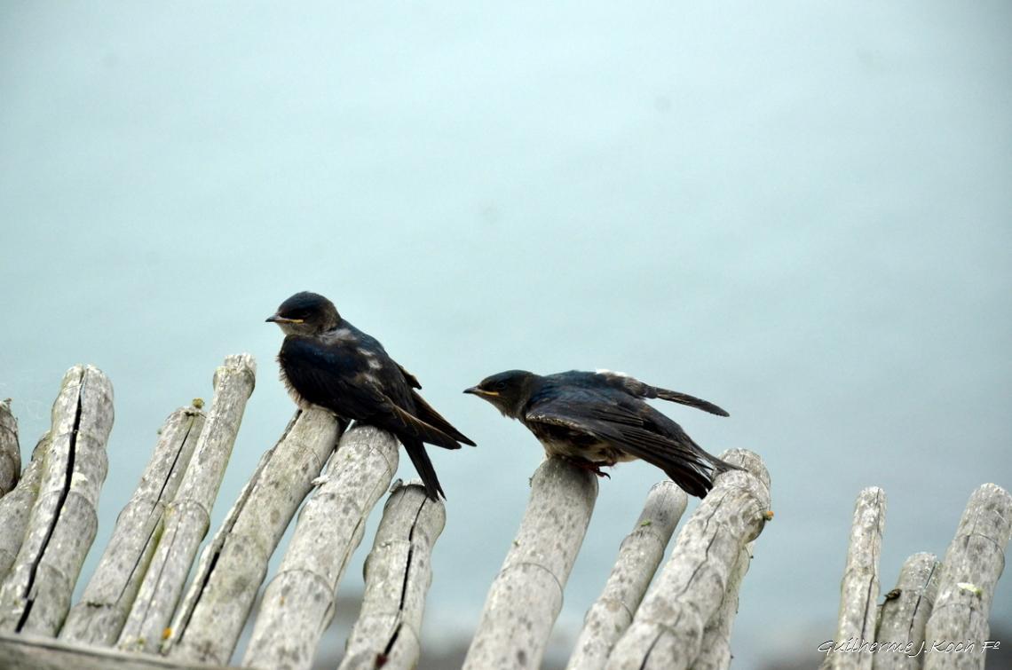 tags: passaro

Casa Pueblo Museu, Uruguai