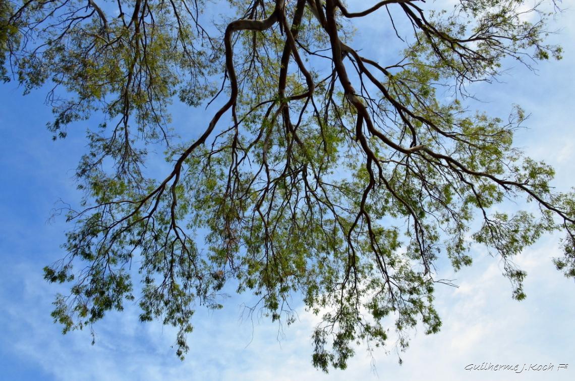 tags: ceu,arvores

Colonia Del Sacramento, Uruguai