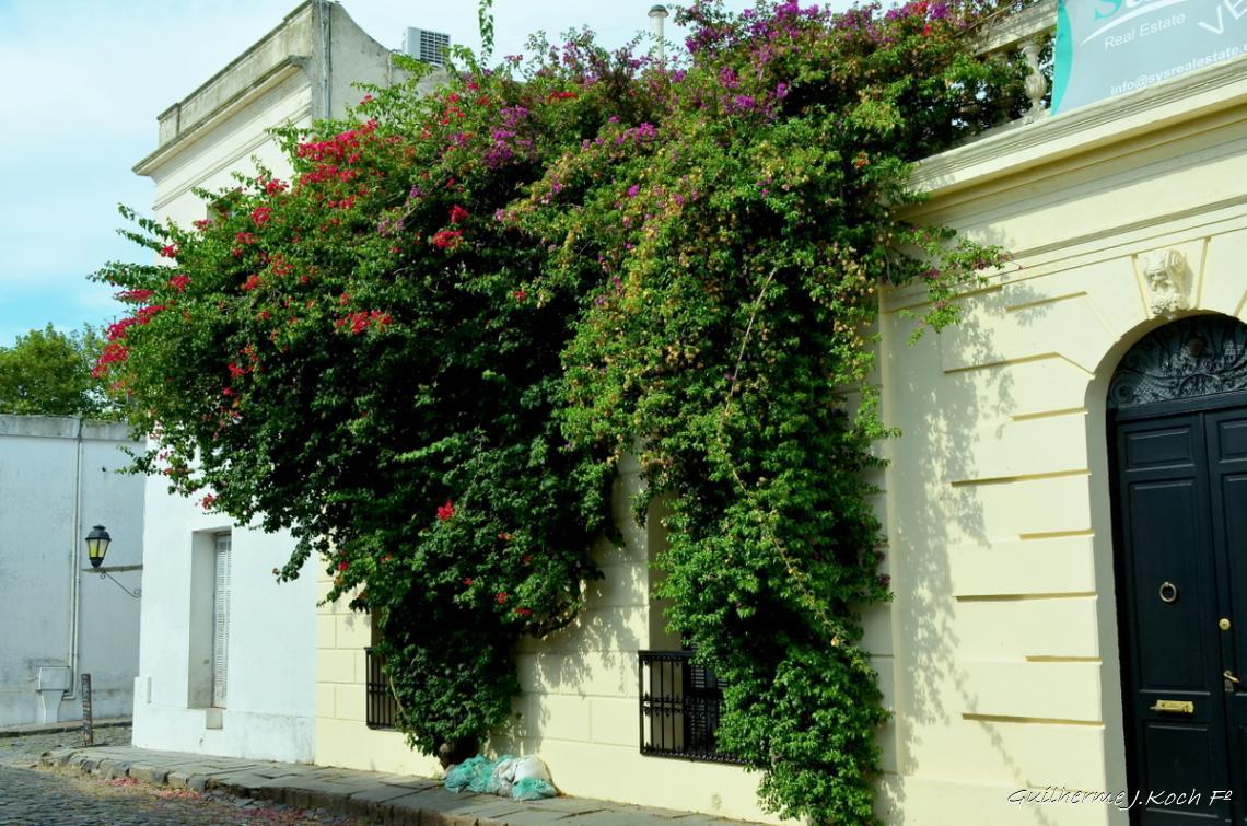 tags: Arquitetura,hist&oacute;ria

Colonia Del Sacramento, Uruguai