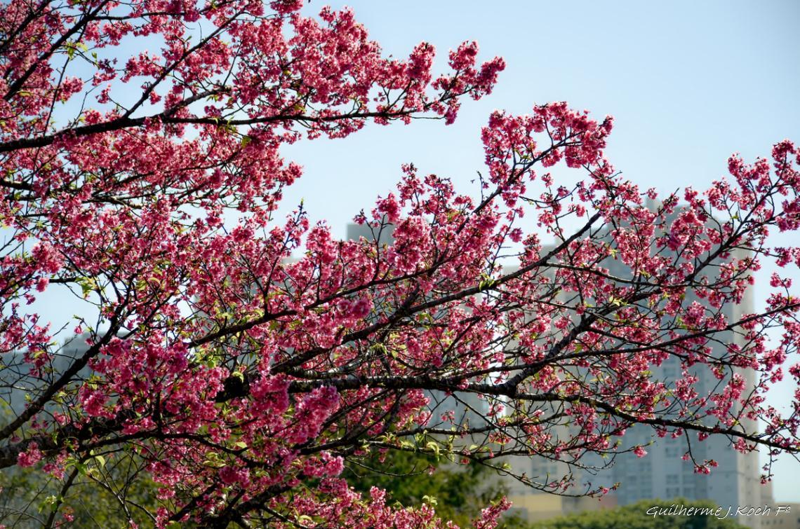 tags: natureza,flores

Jardim Bot&acirc;nico, Curitiba, PR, Brasil