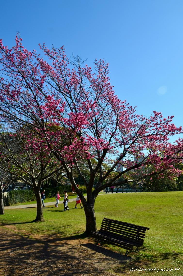 tags: natureza,flores

Jardim Bot&acirc;nico, Curitiba, PR, Brasil