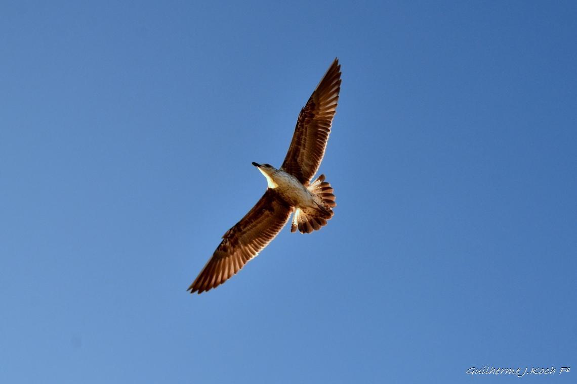 tags: passaro,albatroz,natureza,brasil

