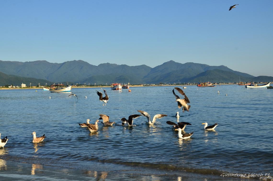 tags: natureza,praias brasileiras,praia,passaro,brasil,agua,mar

