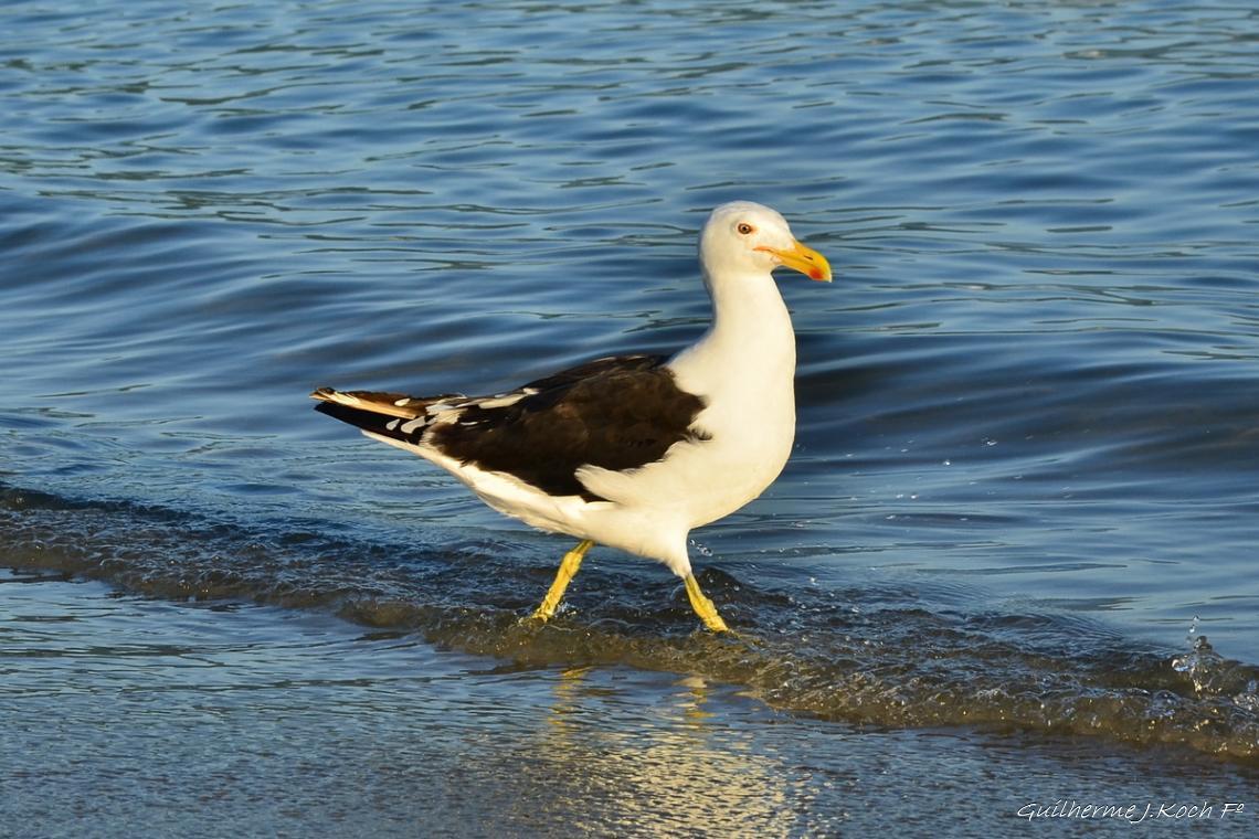 tags: gaivota,passaro,brasil,praias brasileiras,agua

