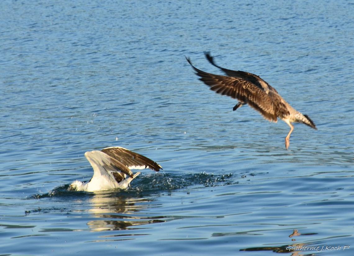 tags: passaro,albatroz,brasil,praias brasileiras,agua

