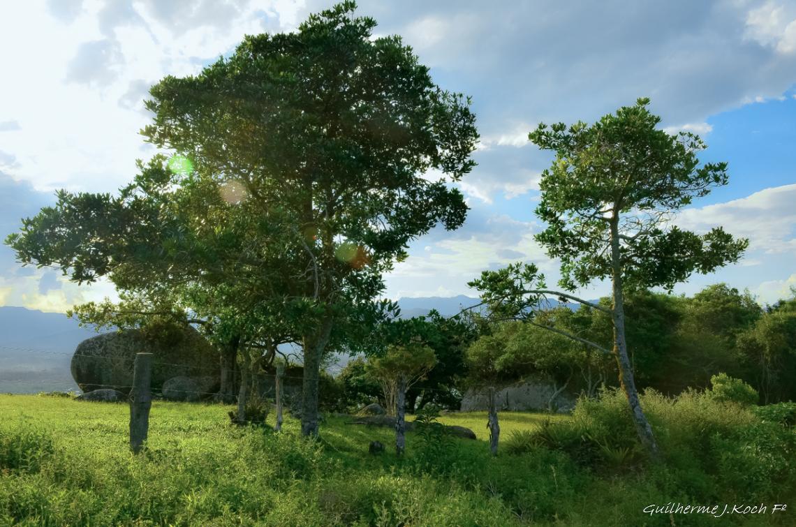 tags: natureza,verde,arvores,brasil,praias brasileiras

