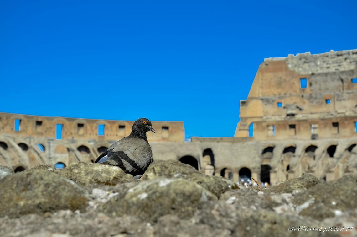 tags: 

Coliseu, Roma, Ita
