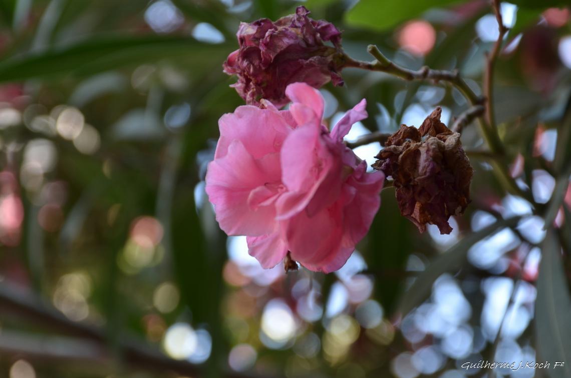 tags: 

no Paladino, Roma, Ita