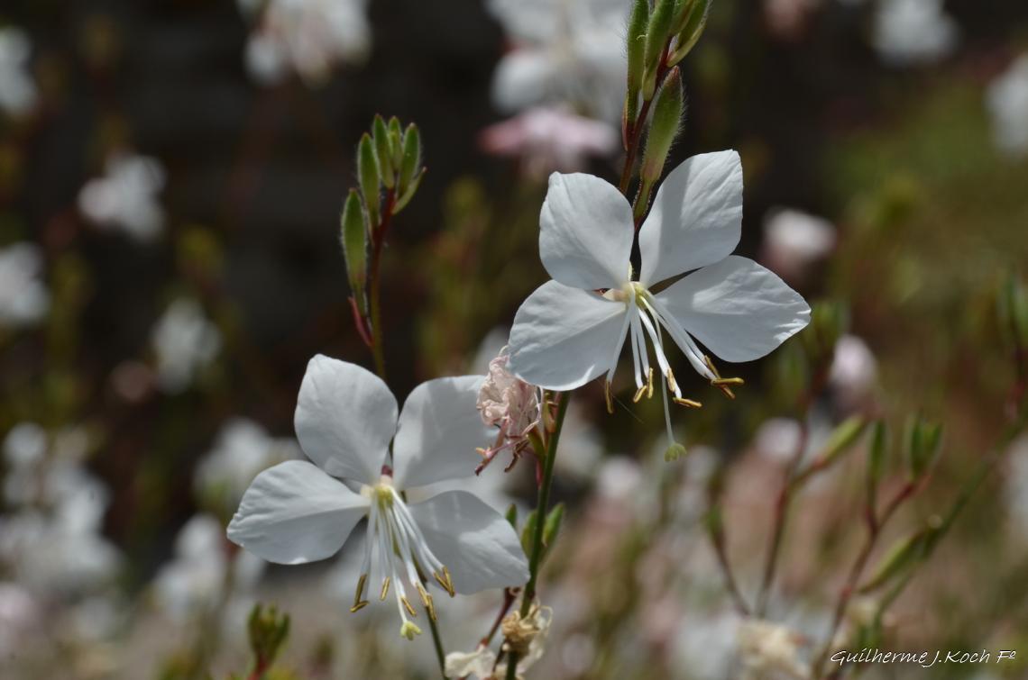 tags: Parque,Flores,natureza,colorido

Parque das Lavandas - Gramado RS