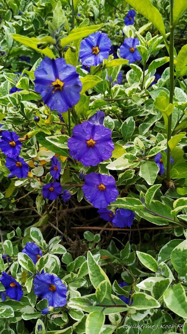 tags: Parque,Flores,natureza,colorido

Parque das Lavandas - Gramado RS