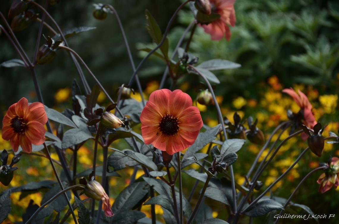 tags: Parque,Flores,natureza,colorido

Parque das Lavandas - Gramado RS