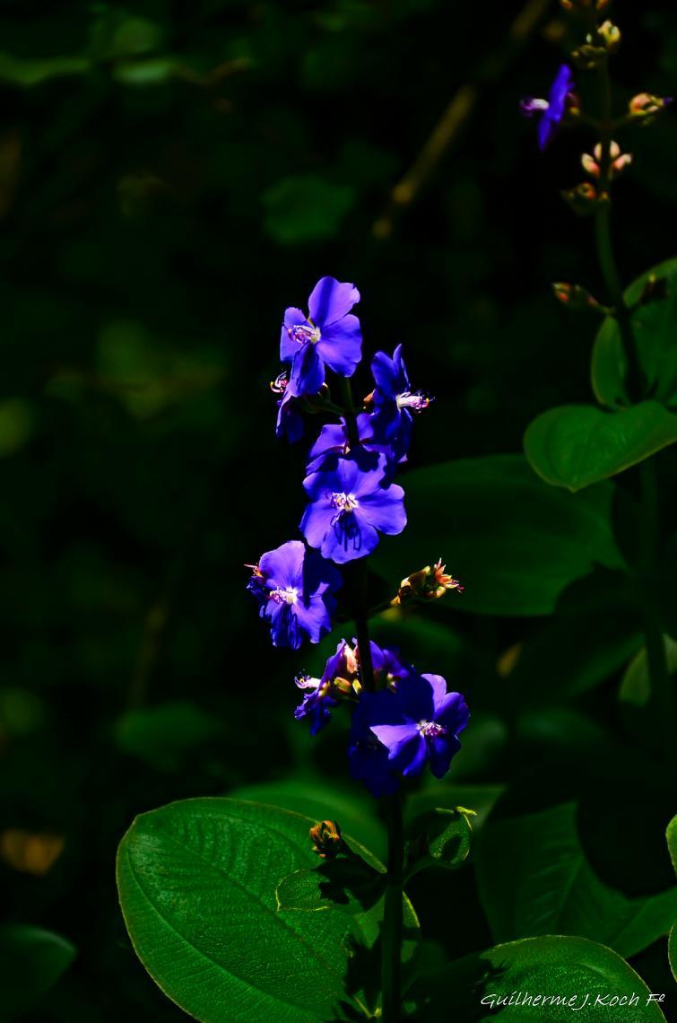tags: Parque,Flores,natureza,colorido

Parque das Lavandas - Gramado RS