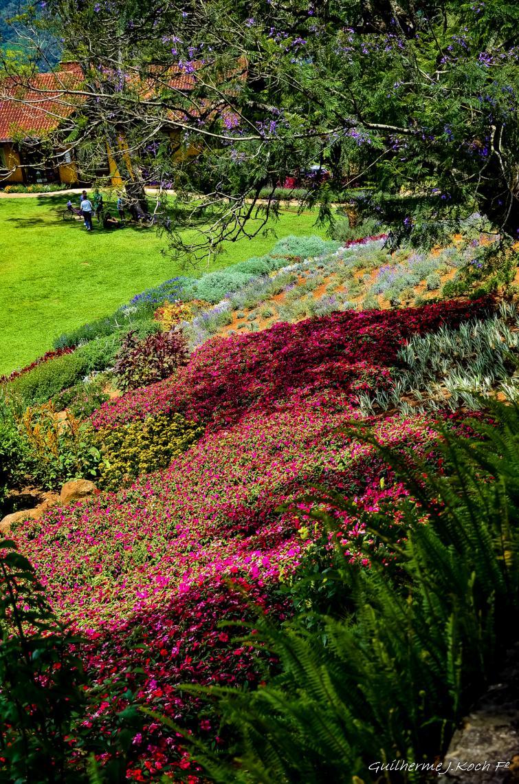 tags: Parque,Flores,natureza,colorido

Parque das Lavandas - Gramado RS