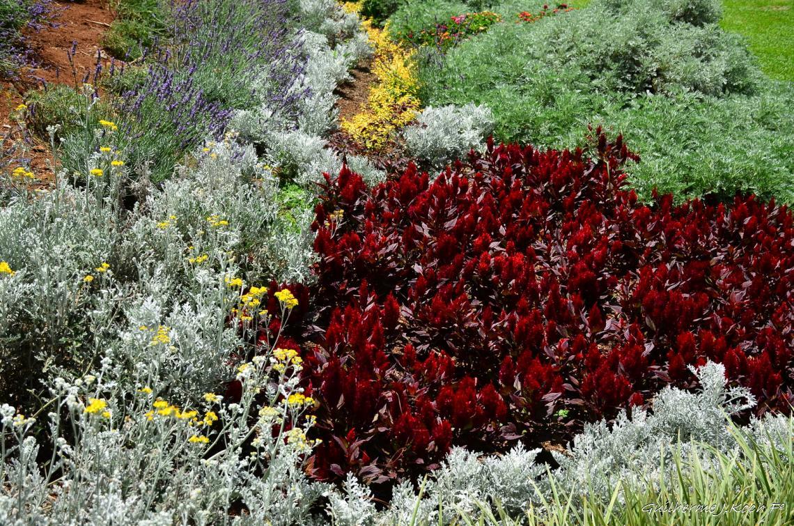 tags: Parque,Flores,natureza,colorido

Parque das Lavandas - Gramado RS