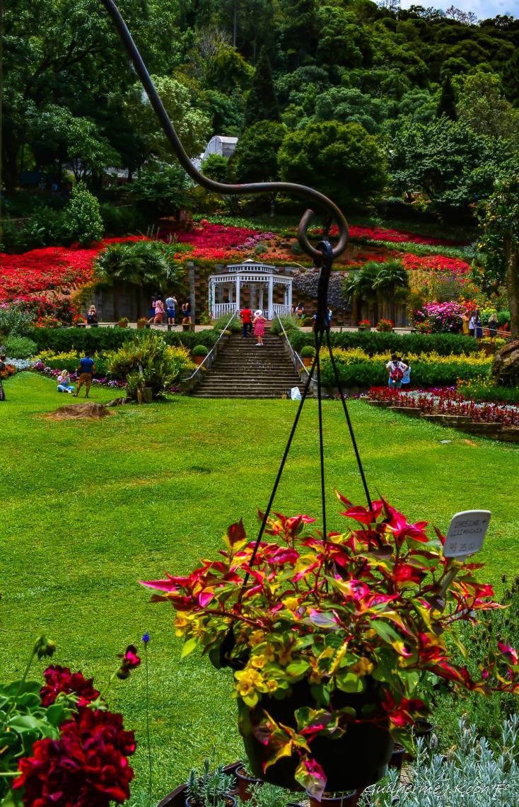 tags: Parque,Flores,natureza,colorido

Parque das Lavandas - Gramado RS