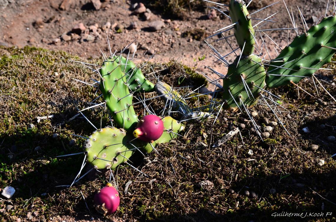 tags: natureza,plantas,cactus

Rinc&atilde;o do Inferno - Ca&ccedil;apava do Sul - RS - Brasil